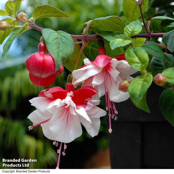 Fuchsia 'Swingtime'