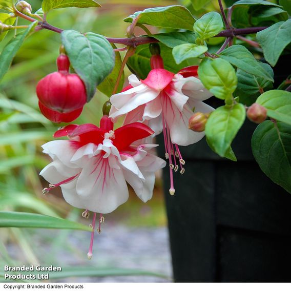 Fuchsia 'Swingtime'
