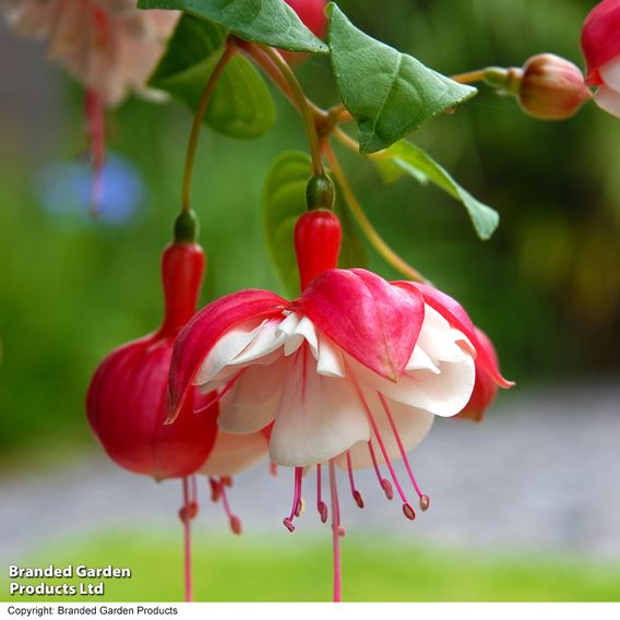 Fuchsia 'Swingtime'