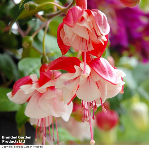 Fuchsia 'Swingtime'