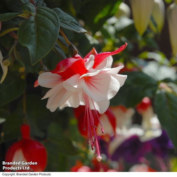 Fuchsia 'Swingtime'