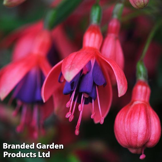 Fuchsia 'Tom Thumb' (Hardy)