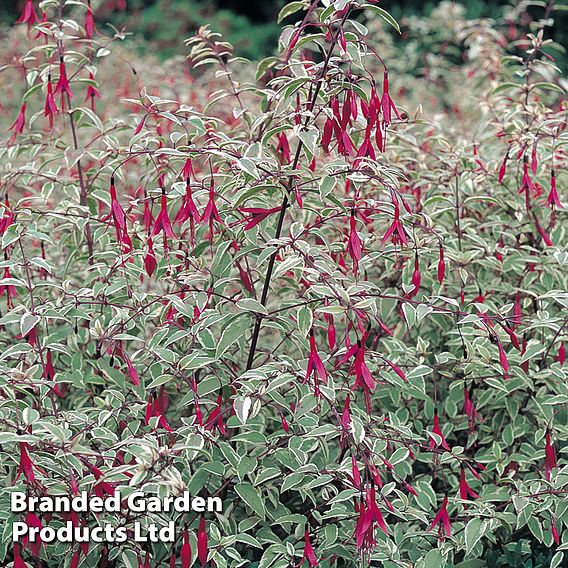 Fuchsia magellanica 'Versicolor'