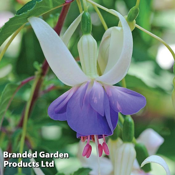 Fuchsia 'Delta's Sarah' (Hardy)