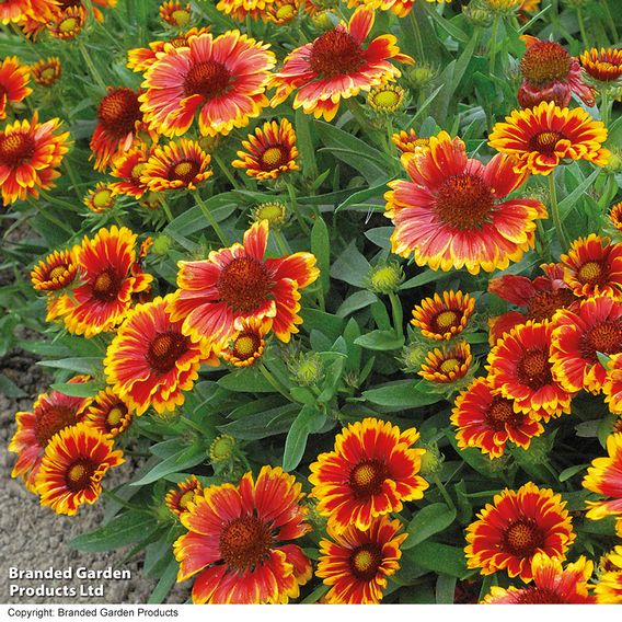 Gaillardia Goblin - Seeds for Pollinators