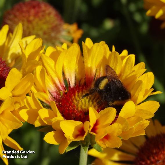 Gaillardia × grandiflora 'Fanfare Citronella'