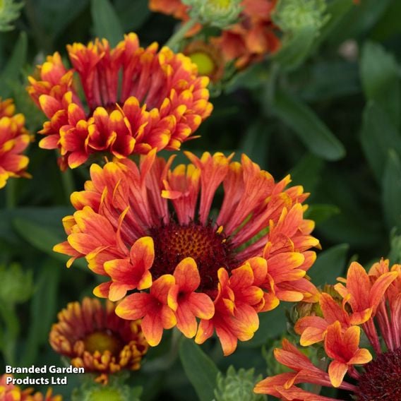 Gaillardia × grandiflora 'Fanfare Serenade'