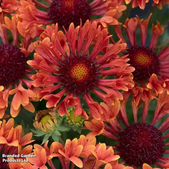 Gaillardia × grandiflora 'Fanfare Serenade'