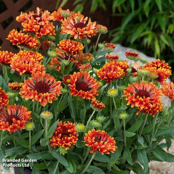 Gaillardia × grandiflora 'Fanfare Serenade'