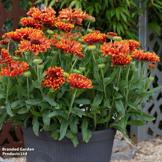 Gaillardia × grandiflora 'Fanfare Serenade'