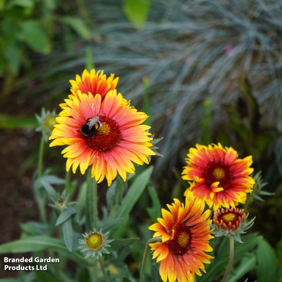 Gaillardia Goblin - Seeds for Pollinators