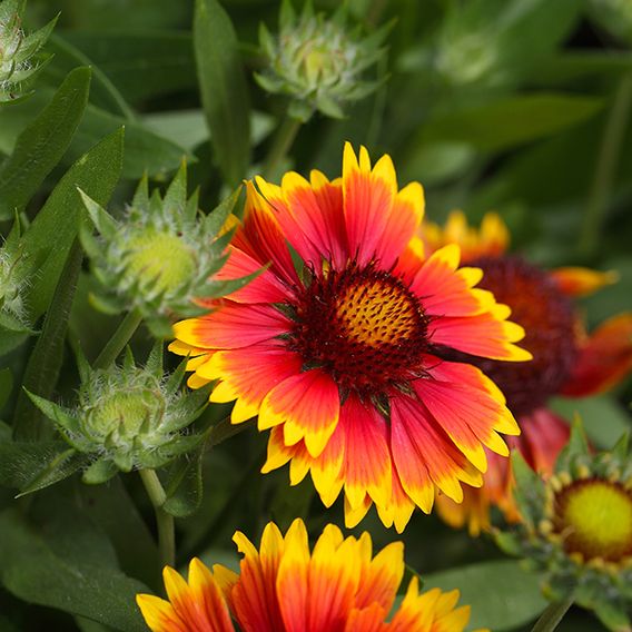 Gaillardia Goblin - Seeds for Pollinators