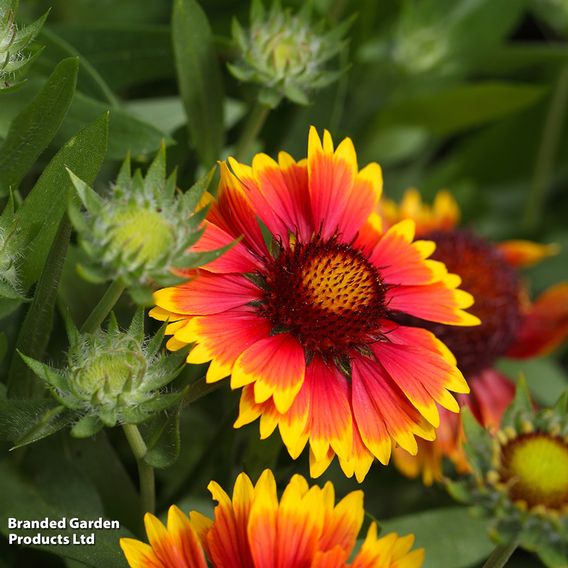 Gaillardia Goblin - Seeds for Pollinators