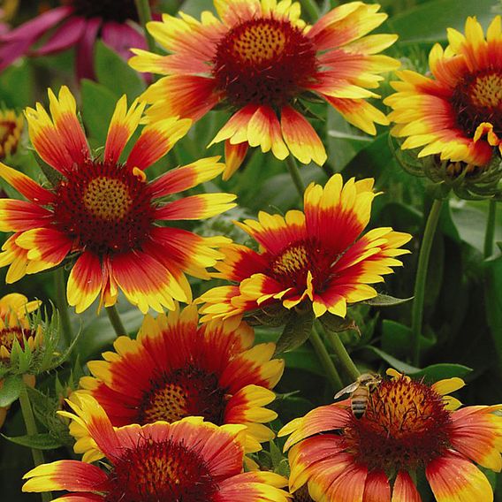 Gaillardia 'Mesa Bright Bicolour'
