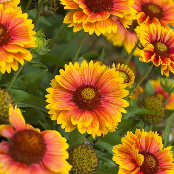 Gaillardia 'Mesa Bright Bicolour'