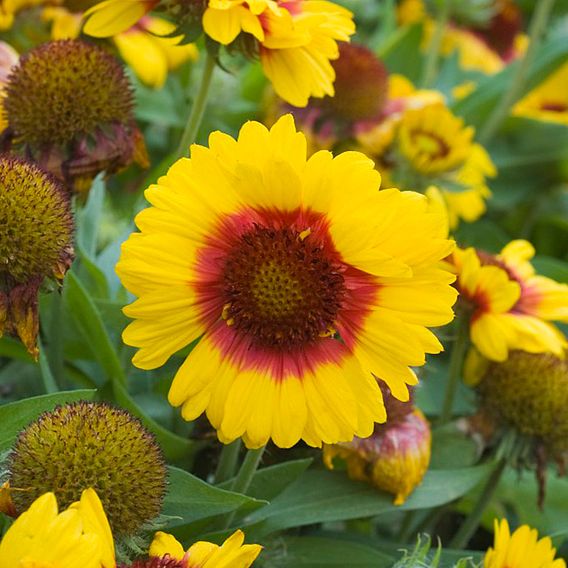 Gaillardia 'Mesa Bright Bicolour'