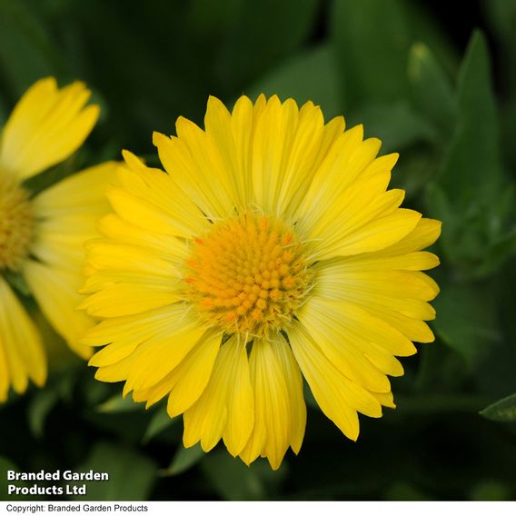 Gaillardia aristata 'Mesa Yellow'