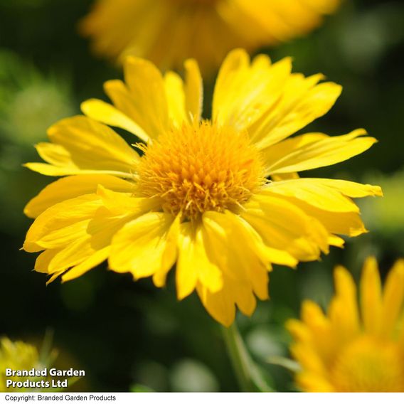 Gaillardia aristata 'Mesa Yellow'