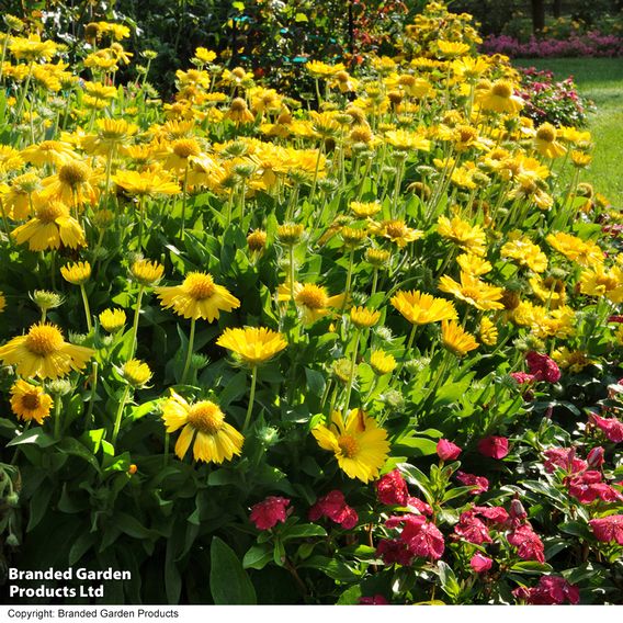 Gaillardia aristata 'Mesa Yellow'