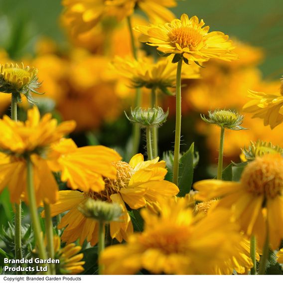 Gaillardia aristata 'Mesa Yellow'