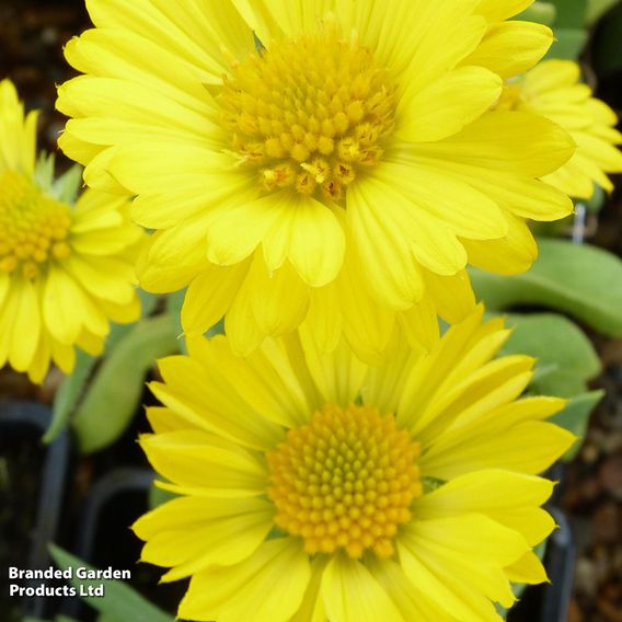 Gaillardia aristata 'Mesa Yellow'