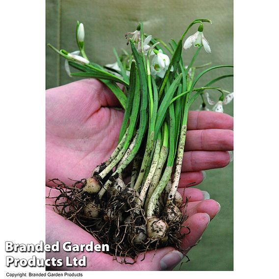 Galanthus (Snowdrop) Bulbs - Double Flowers Bulb In The Green