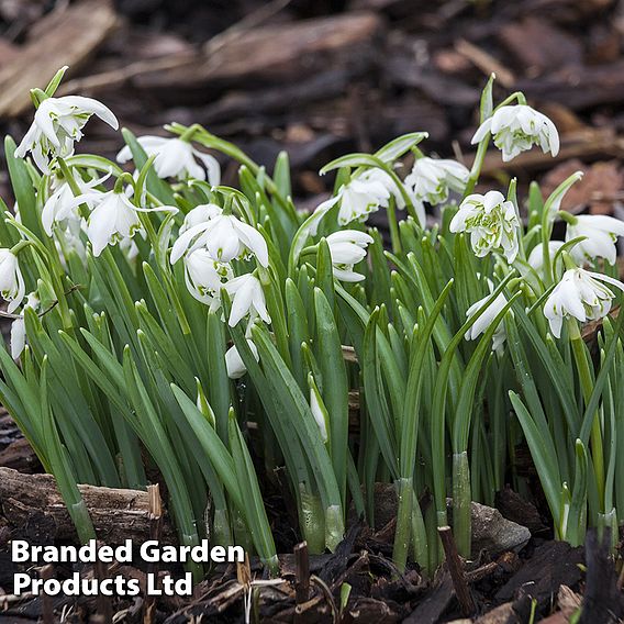 Galanthus (Snowdrop) Bulbs - Double Flowers Bulb In The Green
