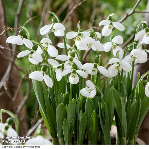 Snowdrop 'Polar Bear'