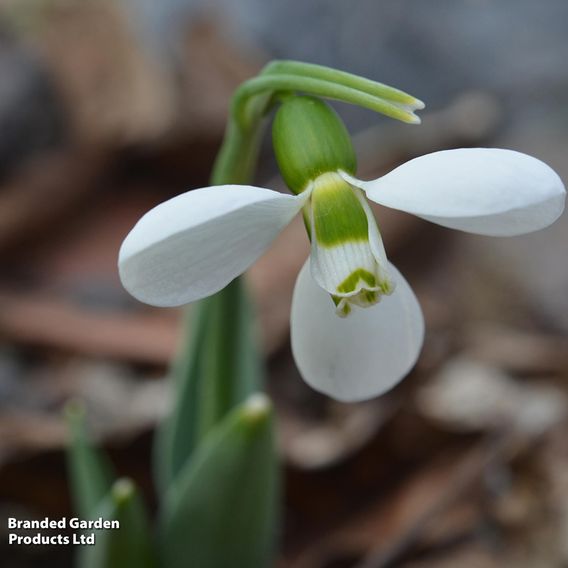 Snowdrop 'Polar Bear'