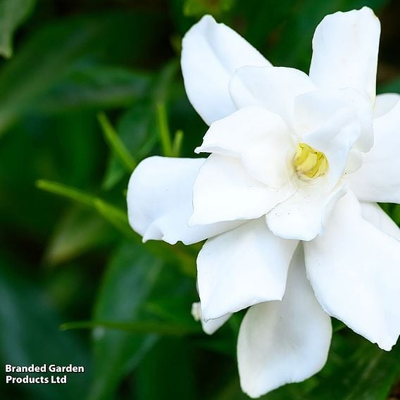 Gardenia jasminoides 'Double Diamonds'