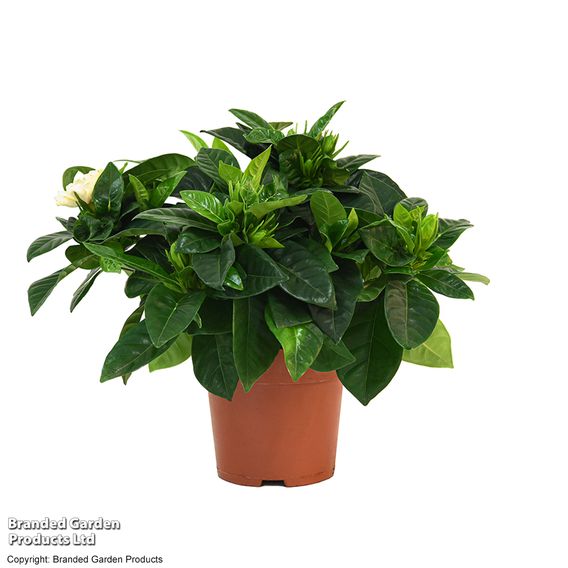 Gardenia 'Deluxe'