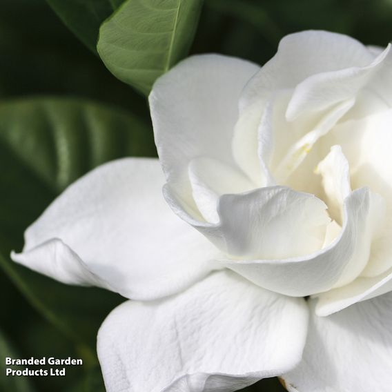 Gardenia 'Deluxe'