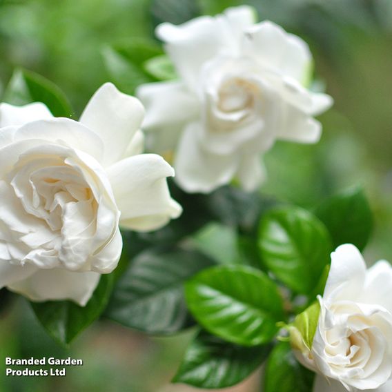 Gardenia 'Deluxe'