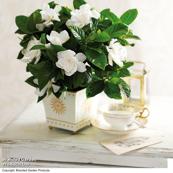 Gardenia 'Deluxe'
