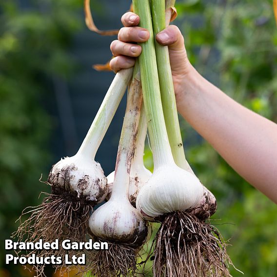 Elephant Garlic (Spring/Autumn Planting)