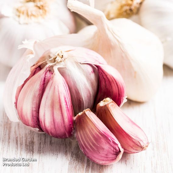 Garlic 'Carcassonne Wight' (Spring/Autumn Planting)