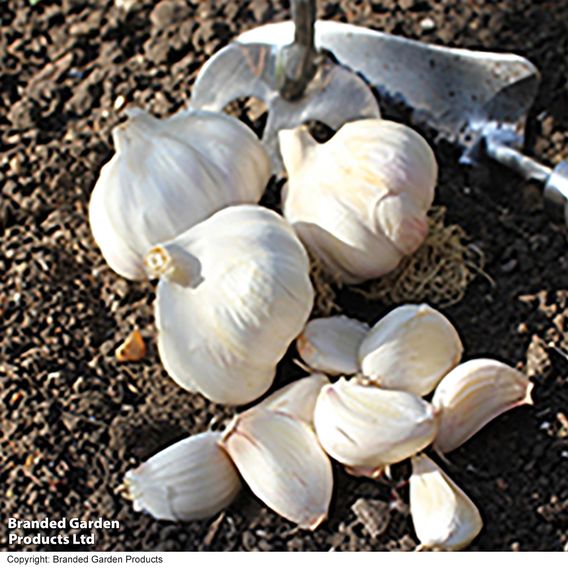 Garlic 'Carcassonne Wight' (Spring/Autumn Planting)