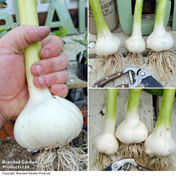 Elephant Garlic (Spring/Autumn Planting)