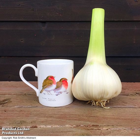 Elephant Garlic (Spring/Autumn Planting)