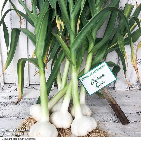 Elephant Garlic (Spring/Autumn Planting)