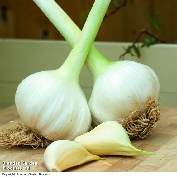 Elephant Garlic (Spring/Autumn Planting)