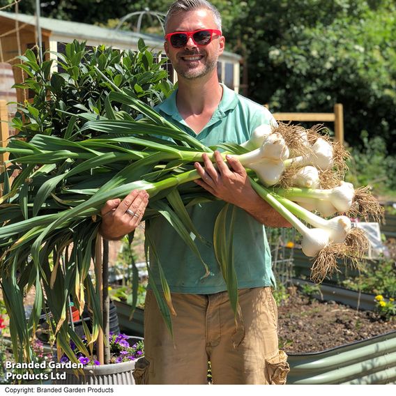 Elephant Garlic (Spring/Autumn Planting)