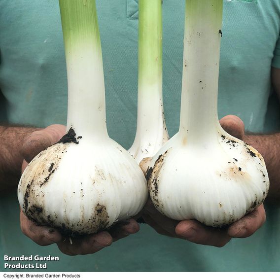 Elephant Garlic (Spring/Autumn Planting)