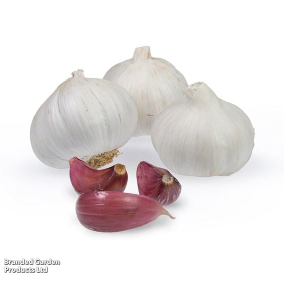 Garlic 'Morado' (Autumn Planting)