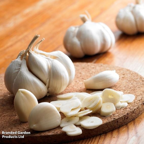 Garlic 'Topadrome' (Autumn Planting)