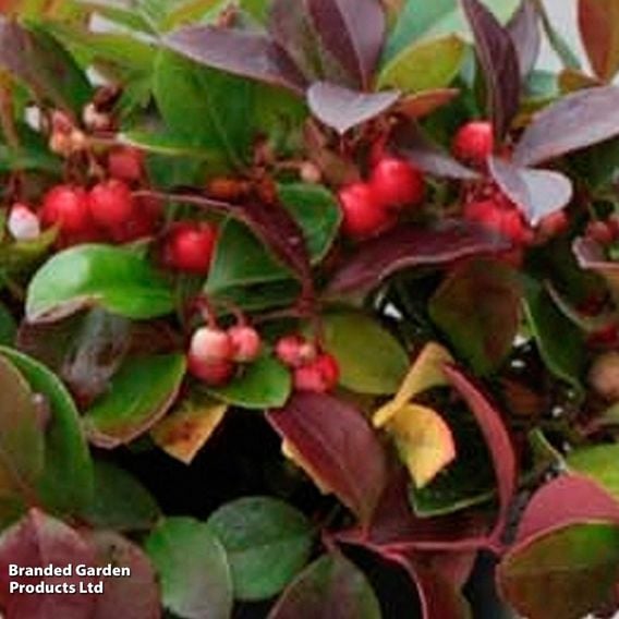 Gaultheria procumbens