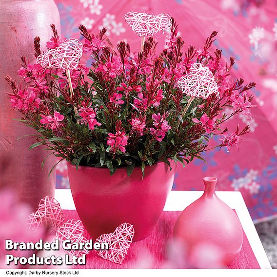 Gaura lindheimeri 'Gaudi Red'