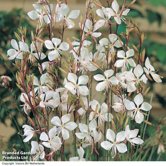 Gaura lindheimeri