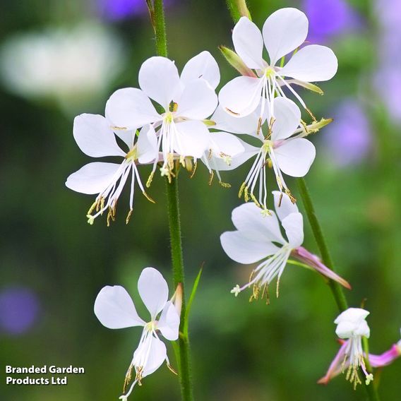 Gaura lindheimeri