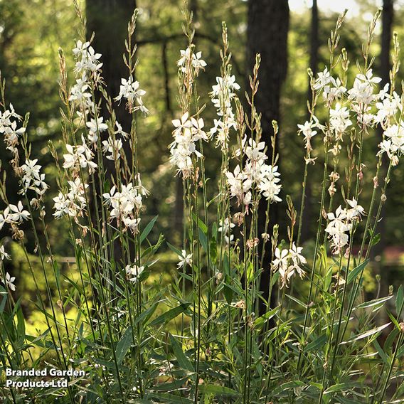 Gaura lindheimeri